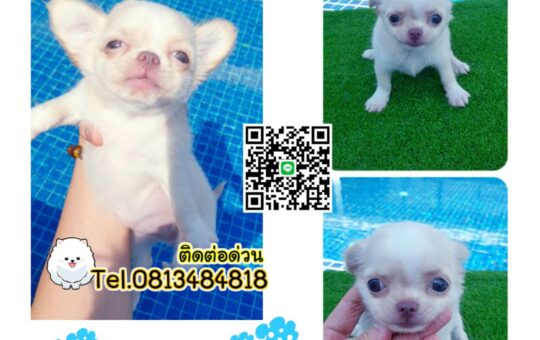 ขายหมาภูเก็ต,sale puppy phuket,puppy phuket,ชิวาว่าหัวแอปเปิ้ล,chihuahua apple head,ขายสุนัขภูเก็ต,pom5g,dog5g,ขายปอมภูเก็ต,ขายหมาดอทคอม,พอเมอเรเนียน,ขายพอเมอเรเนียน,ฟาร์มพอเมอเรเนียน,ปอม,ยอร์คเชียร์,ชิวาว่า,หน้าหมี,ทีคัพ,teacup,ปอมเมอเรเนียน,Pomeranian phuket,ฟาร์มปอม,ฟาร์มสุนัขภูเก็ต,ฟาร์มชิวาว่า,คอกสุนัขภูเก็ต,ฟาร์มแมวภูเก็ต,Dog farm,Dog farm phuket,มอลทีส,Maltese,Siberian husky,ไซบีเรียนฮัสกี,แมวเปอร์เชียร์,Persian cat,ลาบราดอร์,Labrador Retriever,dog5G,แมวขาว,ชิสุห์,Shih Tzu,Golden retriever,Yorkshire,ยอร์คเชียร์,Siberian,ปอมหน้าหมีทีคัพ,Chihuahua,ไซบีเรียนฮัสกี,ปอมภูเก็ต,dogcatsale,ชิวาว่าภูเก็ต