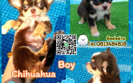 ขายหมาภูเก็ต,sale puppy phuket,puppy phuket,ชิวาว่าหัวแอปเปิ้ล,chihuahua apple head,ขายสุนัขภูเก็ต,pom5g,dog5g,ขายปอมภูเก็ต,ขายหมาดอทคอม,พอเมอเรเนียน,ขายพอเมอเรเนียน,ฟาร์มพอเมอเรเนียน,ปอม,ยอร์คเชียร์,ชิวาว่า,หน้าหมี,ทีคัพ,teacup,ปอมเมอเรเนียน,Pomeranian phuket,ฟาร์มปอม,ฟาร์มสุนัขภูเก็ต,ฟาร์มชิวาว่า,คอกสุนัขภูเก็ต,ฟาร์มแมวภูเก็ต,Dog farm,Dog farm phuket,มอลทีส,Maltese,Siberian husky,ไซบีเรียนฮัสกี,แมวเปอร์เชียร์,Persian cat,ลาบราดอร์,Labrador Retriever,dog5G,แมวขาว,ชิสุห์,Shih Tzu,Golden retriever,Yorkshire,ยอร์คเชียร์,Siberian,ปอมหน้าหมีทีคัพ,Chihuahua,ไซบีเรียนฮัสกี,ปอมภูเก็ต,dogcatsale,ชิวาว่าภูเก็ต