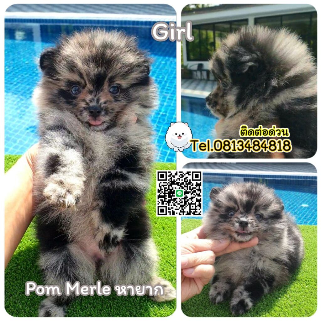 dog cat sale phuket,ขายปอมถูก,sale puppy phuket,puppy phuket,ขายปอมหน้าหมีTcup,ขายปอมภูเก็ต,ขายหมาภูเก็ต,ปอมหมีสีเมอร์เล่,Pom Merle,Merle Pom,ปอมสีหินอ่อน,ขายปอมภูเก็ต,ขายปอมทีคัพถูก,ขายPom fancyราคาถูก,ขายปอมTcup,ขายสุนัขภูเก็ต,pom5g,dog5g,พอเมอเรเนียน,ขายพอเมอเรเนียน,ฟาร์มพอเมอเรเนียน,ปอม,ยอร์คเชียร์,ชิวาว่า,หน้าหมี,ทีคัพ,teacup,ปอมเมอเรเนียน,Pomeranian phuket,ฟาร์มปอม,ฟาร์มสุนัขภูเก็ต,ฟาร์มชิวาว่า,คอกสุนัขภูเก็ต,ฟาร์มแมวภูเก็ต,Dog farm,Dog farm phuket,มอลทีส,Maltese,Siberian husky,ไซบีเรียนฮัสกี,แมวเปอร์เชียร์,Persian cat,ลาบราดอร์,Labrador Retriever,dog5G,แมวขาว,ชิสุห์,Shih Tzu,Golden retriever,Yorkshire,ยอร์คเชียร์,Siberian,ปอมหน้าหมีทีคัพ,Chihuahua,ไซบีเรียนฮัสกี,ปอมภูเก็ต,dogcatsale,ชิวาว่าภูเก็ต