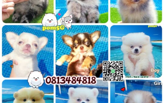 ขายปอมถูก,sale puppy phuket,puppy phuket,ขายปอมหน้าหมีTcup,ขายปอมภูเก็ต,ขายหมาภูเก็ต,ปอมหมีสีเมอร์เล่,Pom Merle,Merle Pom,ปอมสีหินอ่อน,ขายปอมภูเก็ต,ขายปอมทีคัพถูก,ขายPom fancyราคาถูก,ขายปอมTcup,ขายสุนัขภูเก็ต,pom5g,dog5g,พอเมอเรเนียน,ขายพอเมอเรเนียน,ฟาร์มพอเมอเรเนียน,ปอม,ยอร์คเชียร์,ชิวาว่า,หน้าหมี,ทีคัพ,teacup,ปอมเมอเรเนียน,Pomeranian phuket,ฟาร์มปอม,ฟาร์มสุนัขภูเก็ต,ฟาร์มชิวาว่า,คอกสุนัขภูเก็ต,ฟาร์มแมวภูเก็ต,Dog farm,Dog farm phuket,มอลทีส,Maltese,Siberian husky,ไซบีเรียนฮัสกี,แมวเปอร์เชียร์,Persian cat,ลาบราดอร์,Labrador Retriever,dog5G,แมวขาว,ชิสุห์,Shih Tzu,Golden retriever,Yorkshire,ยอร์คเชียร์,Siberian,ปอมหน้าหมีทีคัพ,Chihuahua,ไซบีเรียนฮัสกี,ปอมภูเก็ต,dogcatsale,ชิวาว่าภูเก็ต