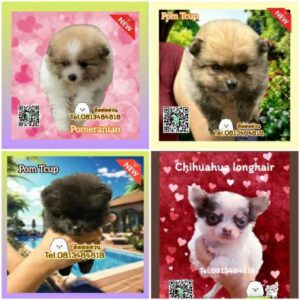 ขายปอมถูก,sale puppy phuket,puppy phuket,ขายปอมหน้าหมีTcup,ขายปอมภูเก็ต,ขายหมาภูเก็ต,ปอมหมีสีเมอร์เล่,Pom Merle,Merle Pom,ปอมสีหินอ่อน,ขายปอมภูเก็ต,ขายปอมทีคัพถูก,ขายPom fancyราคาถูก,ขายปอมTcup,ขายสุนัขภูเก็ต,pom5g,dog5g,พอเมอเรเนียน,ขายพอเมอเรเนียน,ฟาร์มพอเมอเรเนียน,ปอม,ยอร์คเชียร์,ชิวาว่า,หน้าหมี,ทีคัพ,teacup,ปอมเมอเรเนียน,Pomeranian phuket,ฟาร์มปอม,ฟาร์มสุนัขภูเก็ต,ฟาร์มชิวาว่า,คอกสุนัขภูเก็ต,ฟาร์มแมวภูเก็ต,Dog farm,Dog farm phuket,มอลทีส,Maltese,Siberian husky,ไซบีเรียนฮัสกี,แมวเปอร์เชียร์,Persian cat,ลาบราดอร์,Labrador Retriever,dog5G,แมวขาว,ชิสุห์,Shih Tzu,Golden retriever,Yorkshire,ยอร์คเชียร์,Siberian,ปอมหน้าหมีทีคัพ,Chihuahua,ไซบีเรียนฮัสกี,ปอมภูเก็ต,dogcatsale,ชิวาว่าภูเก็ต