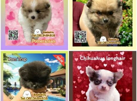 ขายปอมถูก,sale puppy phuket,puppy phuket,ขายปอมหน้าหมีTcup,ขายปอมภูเก็ต,ขายหมาภูเก็ต,ปอมหมีสีเมอร์เล่,Pom Merle,Merle Pom,ปอมสีหินอ่อน,ขายปอมภูเก็ต,ขายปอมทีคัพถูก,ขายPom fancyราคาถูก,ขายปอมTcup,ขายสุนัขภูเก็ต,pom5g,dog5g,พอเมอเรเนียน,ขายพอเมอเรเนียน,ฟาร์มพอเมอเรเนียน,ปอม,ยอร์คเชียร์,ชิวาว่า,หน้าหมี,ทีคัพ,teacup,ปอมเมอเรเนียน,Pomeranian phuket,ฟาร์มปอม,ฟาร์มสุนัขภูเก็ต,ฟาร์มชิวาว่า,คอกสุนัขภูเก็ต,ฟาร์มแมวภูเก็ต,Dog farm,Dog farm phuket,มอลทีส,Maltese,Siberian husky,ไซบีเรียนฮัสกี,แมวเปอร์เชียร์,Persian cat,ลาบราดอร์,Labrador Retriever,dog5G,แมวขาว,ชิสุห์,Shih Tzu,Golden retriever,Yorkshire,ยอร์คเชียร์,Siberian,ปอมหน้าหมีทีคัพ,Chihuahua,ไซบีเรียนฮัสกี,ปอมภูเก็ต,dogcatsale,ชิวาว่าภูเก็ต