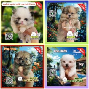 ปอมสีทวิส,ปอมสีMerle,ขายปอมถูก,sale puppy phuket,puppy phuket,ขายปอมหน้าหมีTcup,ขายปอมภูเก็ต,ขายหมาภูเก็ต,ปอมหมีสีเมอร์เล่,Pom Merle,Merle Pom,ปอมสีหินอ่อน,ขายปอมภูเก็ต,ขายปอมทีคัพถูก,ขายPom fancyราคาถูก,ขายปอมTcup,ขายสุนัขภูเก็ต,pom5g,dog5g,พอเมอเรเนียน,ขายพอเมอเรเนียน,ฟาร์มพอเมอเรเนียน,ปอม,ยอร์คเชียร์,ชิวาว่า,หน้าหมี,ทีคัพ,teacup,ปอมเมอเรเนียน,Pomeranian phuket,ฟาร์มปอม,ฟาร์มสุนัขภูเก็ต,ฟาร์มชิวาว่า,คอกสุนัขภูเก็ต,ฟาร์มแมวภูเก็ต,Dog farm,Dog farm phuket,มอลทีส,Maltese,Siberian husky,ไซบีเรียนฮัสกี,แมวเปอร์เชียร์,Persian cat,ลาบราดอร์,Labrador Retriever,dog5G,แมวขาว,ชิสุห์,Shih Tzu,Golden retriever,Yorkshire,ยอร์คเชียร์,Siberian,ปอมหน้าหมีทีคัพ,Chihuahua,ไซบีเรียนฮัสกี,ปอมภูเก็ต,dogcatsale,ชิวาว่าภูเก็ต