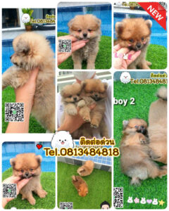 ขายหมาภูเก็ต,sale puppy phuket,puppy phuket,ขายปอมภูเก็ต,ขายปอมทีคัพถูก,ขายPom fancyราคาถูก,ขายปอมTcup,ขายสุนัขภูเก็ต,pom5g,dog5g,พอเมอเรเนียน,ขายพอเมอเรเนียน,ฟาร์มพอเมอเรเนียน,ปอม,ยอร์คเชียร์,ชิวาว่า,หน้าหมี,ทีคัพ,teacup,ปอมเมอเรเนียน,Pomeranian phuket,ฟาร์มปอม,ฟาร์มสุนัขภูเก็ต,ฟาร์มชิวาว่า,คอกสุนัขภูเก็ต,ฟาร์มแมวภูเก็ต,Dog farm,Dog farm phuket,มอลทีส,Maltese,Siberian husky,ไซบีเรียนฮัสกี,แมวเปอร์เชียร์,Persian cat,ลาบราดอร์,Labrador Retriever,dog5G,แมวขาว,ชิสุห์,Shih Tzu,Golden retriever,Yorkshire,ยอร์คเชียร์,Siberian,ปอมหน้าหมีทีคัพ,Chihuahua,ไซบีเรียนฮัสกี,ปอมภูเก็ต,dogcatsale,ชิวาว่าภูเก็ต
