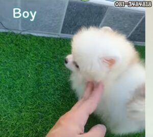 ขายหมาภูเก็ต,sale puppy phuket,puppy phuket,ขายปอมภูเก็ต,ขายปอมทีคัพถูก,ขายPom fancyราคาถูก,ขายปอมTcup,ขายสุนัขภูเก็ต,pom5g,dog5g,พอเมอเรเนียน,ขายพอเมอเรเนียน,ฟาร์มพอเมอเรเนียน,ปอม,ยอร์คเชียร์,ชิวาว่า,หน้าหมี,ทีคัพ,teacup,ปอมเมอเรเนียน,Pomeranian phuket,ฟาร์มปอม,ฟาร์มสุนัขภูเก็ต,ฟาร์มชิวาว่า,คอกสุนัขภูเก็ต,ฟาร์มแมวภูเก็ต,Dog farm,Dog farm phuket,มอลทีส,Maltese,Siberian husky,ไซบีเรียนฮัสกี,แมวเปอร์เชียร์,Persian cat,ลาบราดอร์,Labrador Retriever,dog5G,แมวขาว,ชิสุห์,Shih Tzu,Golden retriever,Yorkshire,ยอร์คเชียร์,Siberian,ปอมหน้าหมีทีคัพ,Chihuahua,ไซบีเรียนฮัสกี,ปอมภูเก็ต,dogcatsale,ชิวาว่าภูเก็ต