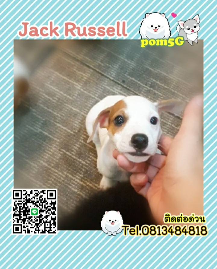 dog cat sale phuket,ขายหมาภูเก็ต,sale puppy phuket,puppy phuket,ขายปอมภูเก็ต,ขายปอมทีคัพถูก,ขายPom fancyราคาถูก,Jack-Russell,แจ๊ครัสเซล,ขายลูกสุนัข,ขายสุนัขภูเก็ต,pom5g,dog5g,พอเมอเรเนียน,ขายพอเมอเรเนียน,ฟาร์มพอเมอเรเนียน,ปอม,ยอร์คเชียร์,ชิวาว่า,หน้าหมี,ทีคัพ,teacup,ปอมเมอเรเนียน,Pomeranian phuket,ฟาร์มปอม,ฟาร์มสุนัขภูเก็ต,ฟาร์มชิวาว่า,คอกสุนัขภูเก็ต,ฟาร์มแมวภูเก็ต,Dog farm,Dog farm phuket,มอลทีส,Maltese,Siberian husky,ไซบีเรียนฮัสกี,แมวเปอร์เชียร์,Persian cat,ลาบราดอร์,Labrador Retriever,dog5G,แมวขาว,ชิสุห์,Shih Tzu,Golden retriever,Yorkshire,ยอร์คเชียร์,Siberian,ปอมหน้าหมีทีคัพ,Chihuahua,ไซบีเรียนฮัสกี,ปอมภูเก็ต,dogcatsale,ชิวาว่าภูเก็ต