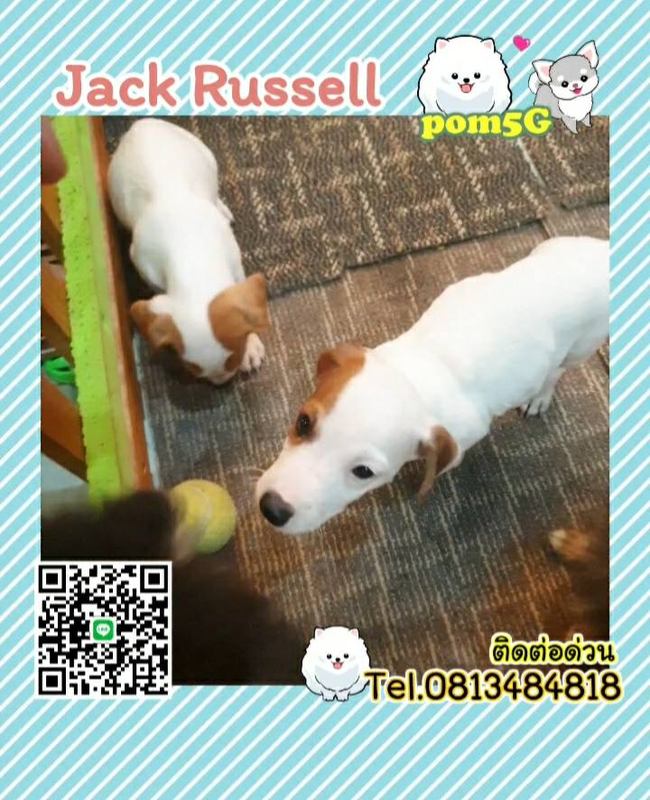 dog cat sale phuket,ขายหมาภูเก็ต,sale puppy phuket,puppy phuket,ขายปอมภูเก็ต,ขายปอมทีคัพถูก,ขายPom fancyราคาถูก,Jack-Russell,แจ๊ครัสเซล,ขายลูกสุนัข,ขายสุนัขภูเก็ต,pom5g,dog5g,พอเมอเรเนียน,ขายพอเมอเรเนียน,ฟาร์มพอเมอเรเนียน,ปอม,ยอร์คเชียร์,ชิวาว่า,หน้าหมี,ทีคัพ,teacup,ปอมเมอเรเนียน,Pomeranian phuket,ฟาร์มปอม,ฟาร์มสุนัขภูเก็ต,ฟาร์มชิวาว่า,คอกสุนัขภูเก็ต,ฟาร์มแมวภูเก็ต,Dog farm,Dog farm phuket,มอลทีส,Maltese,Siberian husky,ไซบีเรียนฮัสกี,แมวเปอร์เชียร์,Persian cat,ลาบราดอร์,Labrador Retriever,dog5G,แมวขาว,ชิสุห์,Shih Tzu,Golden retriever,Yorkshire,ยอร์คเชียร์,Siberian,ปอมหน้าหมีทีคัพ,Chihuahua,ไซบีเรียนฮัสกี,ปอมภูเก็ต,dogcatsale,ชิวาว่าภูเก็ต