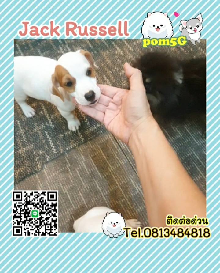 dog cat sale phuket,ขายหมาภูเก็ต,sale puppy phuket,puppy phuket,ขายปอมภูเก็ต,ขายปอมทีคัพถูก,ขายPom fancyราคาถูก,Jack-Russell,แจ๊ครัสเซล,ขายลูกสุนัข,ขายสุนัขภูเก็ต,pom5g,dog5g,พอเมอเรเนียน,ขายพอเมอเรเนียน,ฟาร์มพอเมอเรเนียน,ปอม,ยอร์คเชียร์,ชิวาว่า,หน้าหมี,ทีคัพ,teacup,ปอมเมอเรเนียน,Pomeranian phuket,ฟาร์มปอม,ฟาร์มสุนัขภูเก็ต,ฟาร์มชิวาว่า,คอกสุนัขภูเก็ต,ฟาร์มแมวภูเก็ต,Dog farm,Dog farm phuket,มอลทีส,Maltese,Siberian husky,ไซบีเรียนฮัสกี,แมวเปอร์เชียร์,Persian cat,ลาบราดอร์,Labrador Retriever,dog5G,แมวขาว,ชิสุห์,Shih Tzu,Golden retriever,Yorkshire,ยอร์คเชียร์,Siberian,ปอมหน้าหมีทีคัพ,Chihuahua,ไซบีเรียนฮัสกี,ปอมภูเก็ต,dogcatsale,ชิวาว่าภูเก็ต