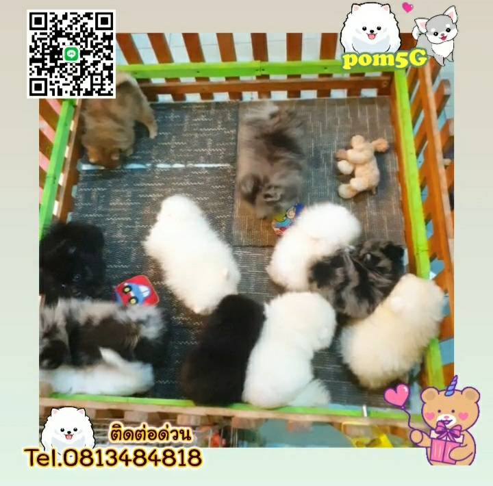 pom Tcup Merley,dog cat sale phuket,ขายหมาภูเก็ต,sale puppy phuket,puppy phuket,ขายปอมภูเก็ต,ขายปอมทีคัพถูก,ขายPom fancyราคาถูก,ขายปอมTcup,ขายสุนัขภูเก็ต,pom5g,dog5g,พอเมอเรเนียน,ขายพอเมอเรเนียน,ฟาร์มพอเมอเรเนียน,ปอม,ยอร์คเชียร์,ชิวาว่า,หน้าหมี,ทีคัพ,teacup,ปอมเมอเรเนียน,Pomeranian phuket,ฟาร์มปอม,ฟาร์มสุนัขภูเก็ต,ฟาร์มชิวาว่า,คอกสุนัขภูเก็ต,ฟาร์มแมวภูเก็ต,Dog farm,Dog farm phuket,มอลทีส,Maltese,Siberian husky,ไซบีเรียนฮัสกี,แมวเปอร์เชียร์,Persian cat,ลาบราดอร์,Labrador Retriever,dog5G,แมวขาว,ชิสุห์,Shih Tzu,Golden retriever,Yorkshire,ยอร์คเชียร์,Siberian,ปอมหน้าหมีทีคัพ,Chihuahua,ไซบีเรียนฮัสกี,ปอมภูเก็ต,dogcatsale,ชิวาว่าภูเก็ต