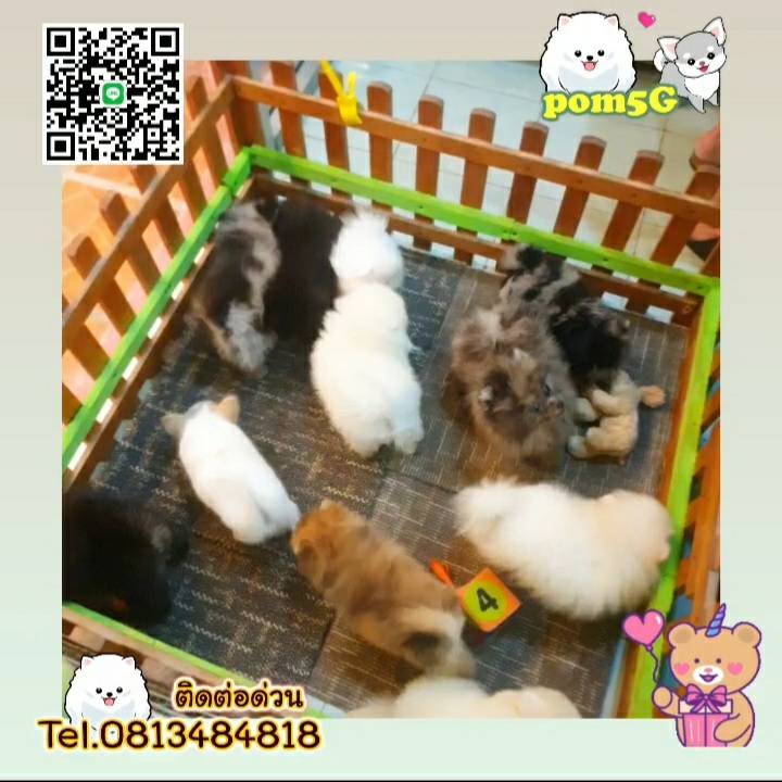 pom Tcup Merley,dog cat sale phuket,ขายหมาภูเก็ต,sale puppy phuket,puppy phuket,ขายปอมภูเก็ต,ขายปอมทีคัพถูก,ขายPom fancyราคาถูก,ขายปอมTcup,ขายสุนัขภูเก็ต,pom5g,dog5g,พอเมอเรเนียน,ขายพอเมอเรเนียน,ฟาร์มพอเมอเรเนียน,ปอม,ยอร์คเชียร์,ชิวาว่า,หน้าหมี,ทีคัพ,teacup,ปอมเมอเรเนียน,Pomeranian phuket,ฟาร์มปอม,ฟาร์มสุนัขภูเก็ต,ฟาร์มชิวาว่า,คอกสุนัขภูเก็ต,ฟาร์มแมวภูเก็ต,Dog farm,Dog farm phuket,มอลทีส,Maltese,Siberian husky,ไซบีเรียนฮัสกี,แมวเปอร์เชียร์,Persian cat,ลาบราดอร์,Labrador Retriever,dog5G,แมวขาว,ชิสุห์,Shih Tzu,Golden retriever,Yorkshire,ยอร์คเชียร์,Siberian,ปอมหน้าหมีทีคัพ,Chihuahua,ไซบีเรียนฮัสกี,ปอมภูเก็ต,dogcatsale,ชิวาว่าภูเก็ต