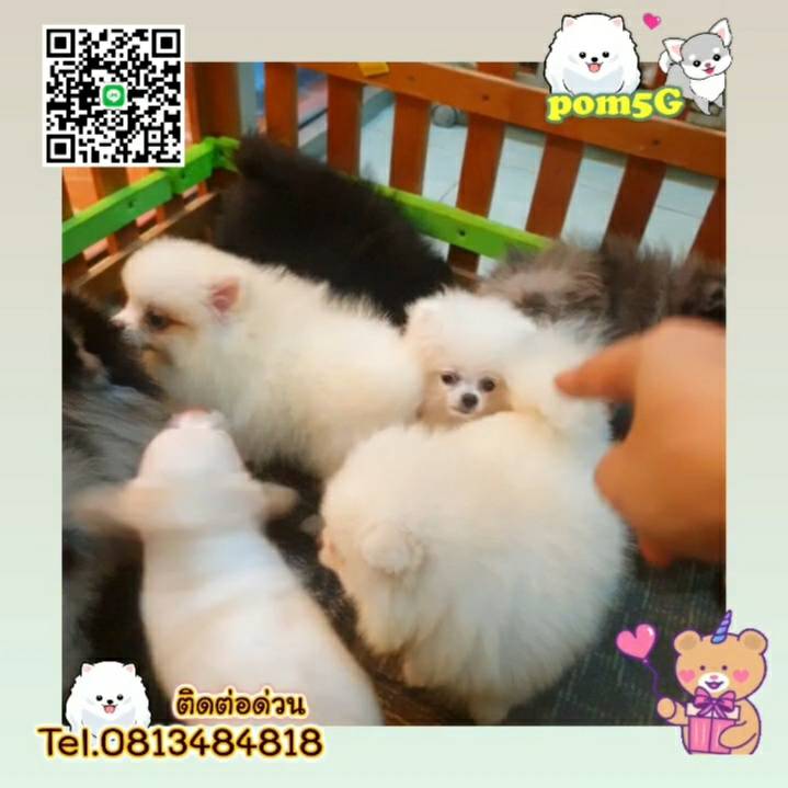 ปอมเมอร์เลย์,pom Tcup Merley,dog cat sale phuket,ขายหมาภูเก็ต,sale puppy phuket,puppy phuket,ขายปอมภูเก็ต,ขายปอมทีคัพถูก,ขายPom fancyราคาถูก,ขายปอมTcup,ขายสุนัขภูเก็ต,pom5g,dog5g,พอเมอเรเนียน,ขายพอเมอเรเนียน,ฟาร์มพอเมอเรเนียน,ปอม,ยอร์คเชียร์,ชิวาว่า,หน้าหมี,ทีคัพ,teacup,ปอมเมอเรเนียน,Pomeranian phuket,ฟาร์มปอม,ฟาร์มสุนัขภูเก็ต,ฟาร์มชิวาว่า,คอกสุนัขภูเก็ต,ฟาร์มแมวภูเก็ต,Dog farm,Dog farm phuket,มอลทีส,Maltese,Siberian husky,ไซบีเรียนฮัสกี,แมวเปอร์เชียร์,Persian cat,ลาบราดอร์,Labrador Retriever,dog5G,แมวขาว,ชิสุห์,Shih Tzu,Golden retriever,Yorkshire,ยอร์คเชียร์,Siberian,ปอมหน้าหมีทีคัพ,Chihuahua,ไซบีเรียนฮัสกี,ปอมภูเก็ต,dogcatsale,ชิวาว่าภูเก็ต