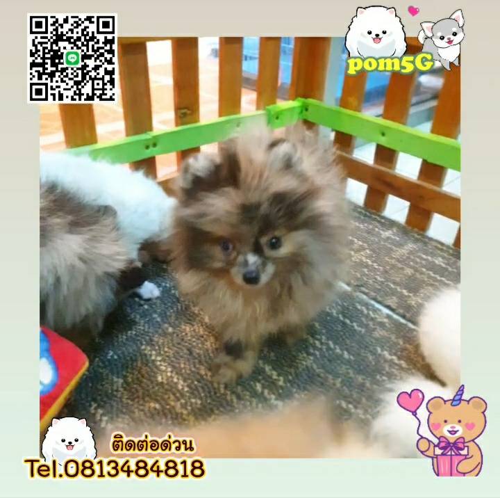 pom Tcup Merley,dog cat sale phuket,ขายหมาภูเก็ต,sale puppy phuket,puppy phuket,ขายปอมภูเก็ต,ขายปอมทีคัพถูก,ขายPom fancyราคาถูก,ขายปอมTcup,ขายสุนัขภูเก็ต,pom5g,dog5g,พอเมอเรเนียน,ขายพอเมอเรเนียน,ฟาร์มพอเมอเรเนียน,ปอม,ยอร์คเชียร์,ชิวาว่า,หน้าหมี,ทีคัพ,teacup,ปอมเมอเรเนียน,Pomeranian phuket,ฟาร์มปอม,ฟาร์มสุนัขภูเก็ต,ฟาร์มชิวาว่า,คอกสุนัขภูเก็ต,ฟาร์มแมวภูเก็ต,Dog farm,Dog farm phuket,มอลทีส,Maltese,Siberian husky,ไซบีเรียนฮัสกี,แมวเปอร์เชียร์,Persian cat,ลาบราดอร์,Labrador Retriever,dog5G,แมวขาว,ชิสุห์,Shih Tzu,Golden retriever,Yorkshire,ยอร์คเชียร์,Siberian,ปอมหน้าหมีทีคัพ,Chihuahua,ไซบีเรียนฮัสกี,ปอมภูเก็ต,dogcatsale,ชิวาว่าภูเก็ต