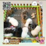 น้องปอม Pom Tcup fluffy Merle all color พร้อมย้ายบ้านจ้าชอบสีไหนกัน สีสวยน่ารักnew..!!!
