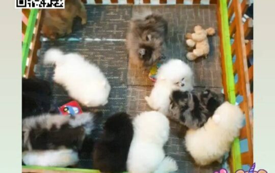 pom Tcup Merley,dog cat sale phuket,ขายหมาภูเก็ต,sale puppy phuket,puppy phuket,ขายปอมภูเก็ต,ขายปอมทีคัพถูก,ขายPom fancyราคาถูก,ขายปอมTcup,ขายสุนัขภูเก็ต,pom5g,dog5g,พอเมอเรเนียน,ขายพอเมอเรเนียน,ฟาร์มพอเมอเรเนียน,ปอม,ยอร์คเชียร์,ชิวาว่า,หน้าหมี,ทีคัพ,teacup,ปอมเมอเรเนียน,Pomeranian phuket,ฟาร์มปอม,ฟาร์มสุนัขภูเก็ต,ฟาร์มชิวาว่า,คอกสุนัขภูเก็ต,ฟาร์มแมวภูเก็ต,Dog farm,Dog farm phuket,มอลทีส,Maltese,Siberian husky,ไซบีเรียนฮัสกี,แมวเปอร์เชียร์,Persian cat,ลาบราดอร์,Labrador Retriever,dog5G,แมวขาว,ชิสุห์,Shih Tzu,Golden retriever,Yorkshire,ยอร์คเชียร์,Siberian,ปอมหน้าหมีทีคัพ,Chihuahua,ไซบีเรียนฮัสกี,ปอมภูเก็ต,dogcatsale,ชิวาว่าภูเก็ต