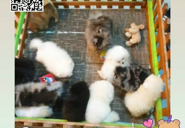 pom Tcup Merley,dog cat sale phuket,ขายหมาภูเก็ต,sale puppy phuket,puppy phuket,ขายปอมภูเก็ต,ขายปอมทีคัพถูก,ขายPom fancyราคาถูก,ขายปอมTcup,ขายสุนัขภูเก็ต,pom5g,dog5g,พอเมอเรเนียน,ขายพอเมอเรเนียน,ฟาร์มพอเมอเรเนียน,ปอม,ยอร์คเชียร์,ชิวาว่า,หน้าหมี,ทีคัพ,teacup,ปอมเมอเรเนียน,Pomeranian phuket,ฟาร์มปอม,ฟาร์มสุนัขภูเก็ต,ฟาร์มชิวาว่า,คอกสุนัขภูเก็ต,ฟาร์มแมวภูเก็ต,Dog farm,Dog farm phuket,มอลทีส,Maltese,Siberian husky,ไซบีเรียนฮัสกี,แมวเปอร์เชียร์,Persian cat,ลาบราดอร์,Labrador Retriever,dog5G,แมวขาว,ชิสุห์,Shih Tzu,Golden retriever,Yorkshire,ยอร์คเชียร์,Siberian,ปอมหน้าหมีทีคัพ,Chihuahua,ไซบีเรียนฮัสกี,ปอมภูเก็ต,dogcatsale,ชิวาว่าภูเก็ต