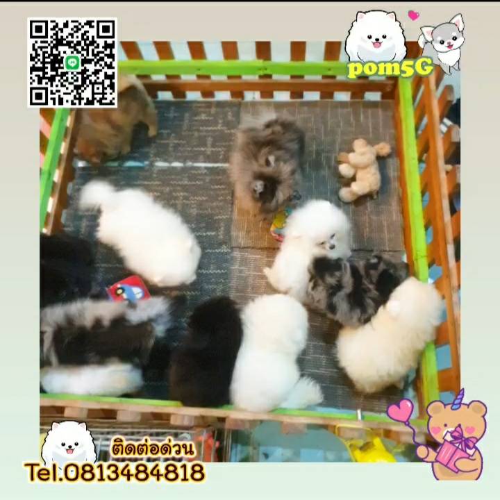 pom Tcup Merley,dog cat sale phuket,ขายหมาภูเก็ต,sale puppy phuket,puppy phuket,ขายปอมภูเก็ต,ขายปอมทีคัพถูก,ขายPom fancyราคาถูก,ขายปอมTcup,ขายสุนัขภูเก็ต,pom5g,dog5g,พอเมอเรเนียน,ขายพอเมอเรเนียน,ฟาร์มพอเมอเรเนียน,ปอม,ยอร์คเชียร์,ชิวาว่า,หน้าหมี,ทีคัพ,teacup,ปอมเมอเรเนียน,Pomeranian phuket,ฟาร์มปอม,ฟาร์มสุนัขภูเก็ต,ฟาร์มชิวาว่า,คอกสุนัขภูเก็ต,ฟาร์มแมวภูเก็ต,Dog farm,Dog farm phuket,มอลทีส,Maltese,Siberian husky,ไซบีเรียนฮัสกี,แมวเปอร์เชียร์,Persian cat,ลาบราดอร์,Labrador Retriever,dog5G,แมวขาว,ชิสุห์,Shih Tzu,Golden retriever,Yorkshire,ยอร์คเชียร์,Siberian,ปอมหน้าหมีทีคัพ,Chihuahua,ไซบีเรียนฮัสกี,ปอมภูเก็ต,dogcatsale,ชิวาว่าภูเก็ต