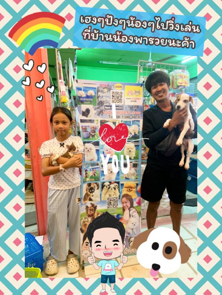 ซื้อหมา,ขายหมา,ขายหมาภูเก็ต,pom Tcup Merley,dog cat sale phuket,ขายหมาภูเก็ต,sale puppy phuket,puppy phuket,ขายปอมภูเก็ต,ขายปอมทีคัพถูก,ขายPom fancyราคาถูก,ขายปอมTcup,ขายสุนัขภูเก็ต,pom5g,dog5g,พอเมอเรเนียน,ขายพอเมอเรเนียน,ฟาร์มพอเมอเรเนียน,ปอม,ยอร์คเชียร์,ชิวาว่า,หน้าหมี,ทีคัพ,teacup,ปอมเมอเรเนียน,Pomeranian phuket,ฟาร์มปอม,ฟาร์มสุนัขภูเก็ต,ฟาร์มชิวาว่า,คอกสุนัขภูเก็ต,ฟาร์มแมวภูเก็ต,Dog farm,Dog farm phuket,มอลทีส,Maltese,Siberian husky,ไซบีเรียนฮัสกี,แมวเปอร์เชียร์,Persian cat,ลาบราดอร์,Labrador Retriever,dog5G,แมวขาว,ชิสุห์,Shih Tzu,Golden retriever,Yorkshire,ยอร์คเชียร์,Siberian,ปอมหน้าหมีทีคัพ,Chihuahua,ไซบีเรียนฮัสกี,ปอมภูเก็ต,dogcatsale,ชิวาว่าภูเก็ต