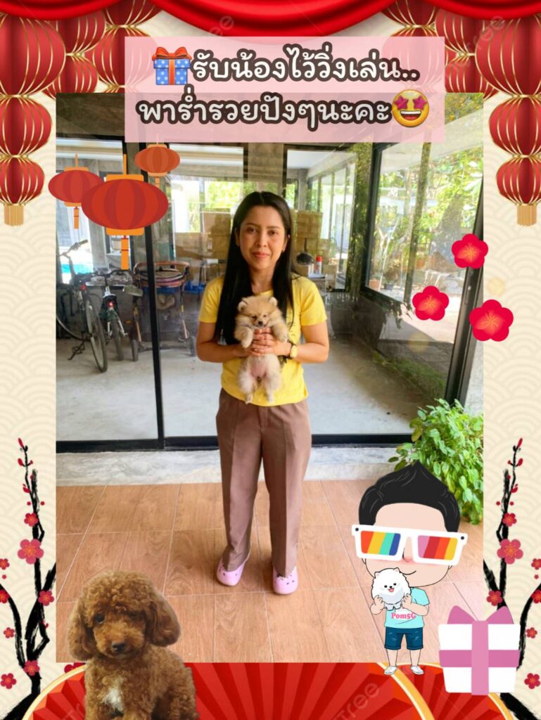 ซื้อหมา,ขายหมา,ขายหมาภูเก็ต,pom Tcup Merley,dog cat sale phuket,ขายหมาภูเก็ต,sale puppy phuket,puppy phuket,ขายปอมภูเก็ต,ขายปอมทีคัพถูก,ขายPom fancyราคาถูก,ขายปอมTcup,ขายสุนัขภูเก็ต,pom5g,dog5g,พอเมอเรเนียน,ขายพอเมอเรเนียน,ฟาร์มพอเมอเรเนียน,ปอม,ยอร์คเชียร์,ชิวาว่า,หน้าหมี,ทีคัพ,teacup,ปอมเมอเรเนียน,Pomeranian phuket,ฟาร์มปอม,ฟาร์มสุนัขภูเก็ต,ฟาร์มชิวาว่า,คอกสุนัขภูเก็ต,ฟาร์มแมวภูเก็ต,Dog farm,Dog farm phuket,มอลทีส,Maltese,Siberian husky,ไซบีเรียนฮัสกี,แมวเปอร์เชียร์,Persian cat,ลาบราดอร์,Labrador Retriever,dog5G,แมวขาว,ชิสุห์,Shih Tzu,Golden retriever,Yorkshire,ยอร์คเชียร์,Siberian,ปอมหน้าหมีทีคัพ,Chihuahua,ไซบีเรียนฮัสกี,ปอมภูเก็ต,dogcatsale,ชิวาว่าภูเก็ต