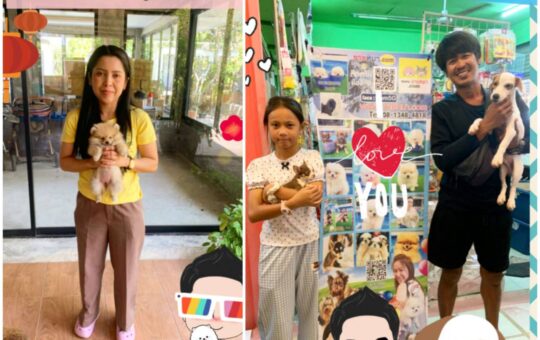 ซื้อหมา,ขายหมา,ขายหมาภูเก็ต,pom Tcup Merley,dog cat sale phuket,ขายหมาภูเก็ต,sale puppy phuket,puppy phuket,ขายปอมภูเก็ต,ขายปอมทีคัพถูก,ขายPom fancyราคาถูก,ขายปอมTcup,ขายสุนัขภูเก็ต,pom5g,dog5g,พอเมอเรเนียน,ขายพอเมอเรเนียน,ฟาร์มพอเมอเรเนียน,ปอม,ยอร์คเชียร์,ชิวาว่า,หน้าหมี,ทีคัพ,teacup,ปอมเมอเรเนียน,Pomeranian phuket,ฟาร์มปอม,ฟาร์มสุนัขภูเก็ต,ฟาร์มชิวาว่า,คอกสุนัขภูเก็ต,ฟาร์มแมวภูเก็ต,Dog farm,Dog farm phuket,มอลทีส,Maltese,Siberian husky,ไซบีเรียนฮัสกี,แมวเปอร์เชียร์,Persian cat,ลาบราดอร์,Labrador Retriever,dog5G,แมวขาว,ชิสุห์,Shih Tzu,Golden retriever,Yorkshire,ยอร์คเชียร์,Siberian,ปอมหน้าหมีทีคัพ,Chihuahua,ไซบีเรียนฮัสกี,ปอมภูเก็ต,dogcatsale,ชิวาว่าภูเก็ต