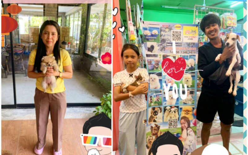 ซื้อหมา,ขายหมา,ขายหมาภูเก็ต,pom Tcup Merley,dog cat sale phuket,ขายหมาภูเก็ต,sale puppy phuket,puppy phuket,ขายปอมภูเก็ต,ขายปอมทีคัพถูก,ขายPom fancyราคาถูก,ขายปอมTcup,ขายสุนัขภูเก็ต,pom5g,dog5g,พอเมอเรเนียน,ขายพอเมอเรเนียน,ฟาร์มพอเมอเรเนียน,ปอม,ยอร์คเชียร์,ชิวาว่า,หน้าหมี,ทีคัพ,teacup,ปอมเมอเรเนียน,Pomeranian phuket,ฟาร์มปอม,ฟาร์มสุนัขภูเก็ต,ฟาร์มชิวาว่า,คอกสุนัขภูเก็ต,ฟาร์มแมวภูเก็ต,Dog farm,Dog farm phuket,มอลทีส,Maltese,Siberian husky,ไซบีเรียนฮัสกี,แมวเปอร์เชียร์,Persian cat,ลาบราดอร์,Labrador Retriever,dog5G,แมวขาว,ชิสุห์,Shih Tzu,Golden retriever,Yorkshire,ยอร์คเชียร์,Siberian,ปอมหน้าหมีทีคัพ,Chihuahua,ไซบีเรียนฮัสกี,ปอมภูเก็ต,dogcatsale,ชิวาว่าภูเก็ต