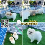 น้องปอมขนฟูน่ารักเกินต้าน! ปอมตัวน้อย ดูแล้วใจละลาย ทักมาสอบถามได้นะคะ