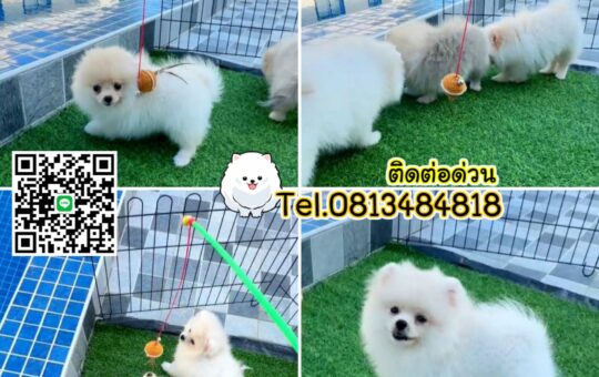 ซื้อหมา,ขายหมา,ขายหมาภูเก็ต,pom Tcup Merley,dog cat sale phuket,ขายหมาภูเก็ต,sale puppy phuket,puppy phuket,ขายปอมภูเก็ต,ขายปอมทีคัพถูก,ขายPom fancyราคาถูก,ขายปอมTcup,ขายสุนัขภูเก็ต,pom5g,dog5g,พอเมอเรเนียน,ขายพอเมอเรเนียน,ฟาร์มพอเมอเรเนียน,ปอม,ยอร์คเชียร์,ชิวาว่า,หน้าหมี,ทีคัพ,teacup,ปอมเมอเรเนียน,Pomeranian phuket,ฟาร์มปอม,ฟาร์มสุนัขภูเก็ต,ฟาร์มชิวาว่า,คอกสุนัขภูเก็ต,ฟาร์มแมวภูเก็ต,Dog farm,Dog farm phuket,มอลทีส,Maltese,Siberian husky,ไซบีเรียนฮัสกี,แมวเปอร์เชียร์,Persian cat,ลาบราดอร์,Labrador Retriever,dog5G,แมวขาว,ชิสุห์,Shih Tzu,Golden retriever,Yorkshire,ยอร์คเชียร์,Siberian,ปอมหน้าหมีทีคัพ,Chihuahua,ไซบีเรียนฮัสกี,ปอมภูเก็ต,dogcatsale,ชิวาว่าภูเก็ต