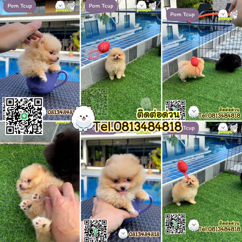 ซื้อหมา,ขายหมา,ขายหมาภูเก็ต,pom Tcup Merley,dog cat sale phuket,ขายหมาภูเก็ต,sale puppy phuket,puppy phuket,ขายปอมภูเก็ต,ขายปอมทีคัพถูก,ขายPom fancyราคาถูก,ขายปอมTcup,ขายสุนัขภูเก็ต,pom5g,dog5g,พอเมอเรเนียน,ขายพอเมอเรเนียน,ฟาร์มพอเมอเรเนียน,ปอม,ยอร์คเชียร์,ชิวาว่า,หน้าหมี,ทีคัพ,teacup,ปอมเมอเรเนียน,Pomeranian phuket,ฟาร์มปอม,ฟาร์มสุนัขภูเก็ต,ฟาร์มชิวาว่า,คอกสุนัขภูเก็ต,ฟาร์มแมวภูเก็ต,Dog farm,Dog farm phuket,มอลทีส,Maltese,Siberian husky,ไซบีเรียนฮัสกี,แมวเปอร์เชียร์,Persian cat,ลาบราดอร์,Labrador Retriever,dog5G,แมวขาว,ชิสุห์,Shih Tzu,Golden retriever,Yorkshire,ยอร์คเชียร์,Siberian,ปอมหน้าหมีทีคัพ,Chihuahua,ไซบีเรียนฮัสกี,ปอมภูเก็ต,dogcatsale,ชิวาว่าภูเก็ต