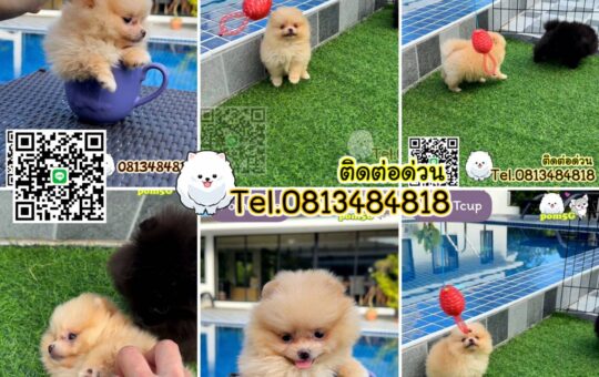 ซื้อหมา,ขายหมา,ขายหมาภูเก็ต,pom Tcup Merley,dog cat sale phuket,ขายหมาภูเก็ต,sale puppy phuket,puppy phuket,ขายปอมภูเก็ต,ขายปอมทีคัพถูก,ขายPom fancyราคาถูก,ขายปอมTcup,ขายสุนัขภูเก็ต,pom5g,dog5g,พอเมอเรเนียน,ขายพอเมอเรเนียน,ฟาร์มพอเมอเรเนียน,ปอม,ยอร์คเชียร์,ชิวาว่า,หน้าหมี,ทีคัพ,teacup,ปอมเมอเรเนียน,Pomeranian phuket,ฟาร์มปอม,ฟาร์มสุนัขภูเก็ต,ฟาร์มชิวาว่า,คอกสุนัขภูเก็ต,ฟาร์มแมวภูเก็ต,Dog farm,Dog farm phuket,มอลทีส,Maltese,Siberian husky,ไซบีเรียนฮัสกี,แมวเปอร์เชียร์,Persian cat,ลาบราดอร์,Labrador Retriever,dog5G,แมวขาว,ชิสุห์,Shih Tzu,Golden retriever,Yorkshire,ยอร์คเชียร์,Siberian,ปอมหน้าหมีทีคัพ,Chihuahua,ไซบีเรียนฮัสกี,ปอมภูเก็ต,dogcatsale,ชิวาว่าภูเก็ต