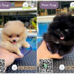 น้องปอม Pom Tcup ตัวเล็กๆน่ารักมาแล้ว..^^