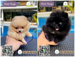 pom Tcup Merley,dog cat sale phuket,ขายหมาภูเก็ต,sale puppy phuket,puppy phuket,ขายปอมภูเก็ต,ขายปอมทีคัพถูก,ขายPom fancyราคาถูก,ขายปอมTcup,ขายสุนัขภูเก็ต,pom5g,dog5g,พอเมอเรเนียน,ขายพอเมอเรเนียน,ฟาร์มพอเมอเรเนียน,ปอม,ยอร์คเชียร์,ชิวาว่า,หน้าหมี,ทีคัพ,teacup,ปอมเมอเรเนียน,Pomeranian phuket,ฟาร์มปอม,ฟาร์มสุนัขภูเก็ต,ฟาร์มชิวาว่า,คอกสุนัขภูเก็ต,ฟาร์มแมวภูเก็ต,Dog farm,Dog farm phuket,มอลทีส,Maltese,Siberian husky,ไซบีเรียนฮัสกี,แมวเปอร์เชียร์,Persian cat,ลาบราดอร์,Labrador Retriever,dog5G,แมวขาว,ชิสุห์,Shih Tzu,Golden retriever,Yorkshire,ยอร์คเชียร์,Siberian,ปอมหน้าหมีทีคัพ,Chihuahua,ไซบีเรียนฮัสกี,ปอมภูเก็ต,dogcatsale,ชิวาว่าภูเก็ต