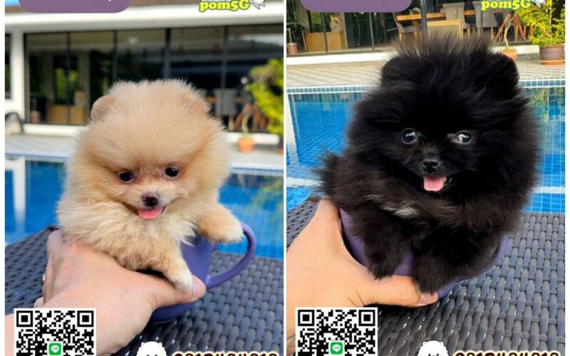 pom Tcup Merley,dog cat sale phuket,ขายหมาภูเก็ต,sale puppy phuket,puppy phuket,ขายปอมภูเก็ต,ขายปอมทีคัพถูก,ขายPom fancyราคาถูก,ขายปอมTcup,ขายสุนัขภูเก็ต,pom5g,dog5g,พอเมอเรเนียน,ขายพอเมอเรเนียน,ฟาร์มพอเมอเรเนียน,ปอม,ยอร์คเชียร์,ชิวาว่า,หน้าหมี,ทีคัพ,teacup,ปอมเมอเรเนียน,Pomeranian phuket,ฟาร์มปอม,ฟาร์มสุนัขภูเก็ต,ฟาร์มชิวาว่า,คอกสุนัขภูเก็ต,ฟาร์มแมวภูเก็ต,Dog farm,Dog farm phuket,มอลทีส,Maltese,Siberian husky,ไซบีเรียนฮัสกี,แมวเปอร์เชียร์,Persian cat,ลาบราดอร์,Labrador Retriever,dog5G,แมวขาว,ชิสุห์,Shih Tzu,Golden retriever,Yorkshire,ยอร์คเชียร์,Siberian,ปอมหน้าหมีทีคัพ,Chihuahua,ไซบีเรียนฮัสกี,ปอมภูเก็ต,dogcatsale,ชิวาว่าภูเก็ต